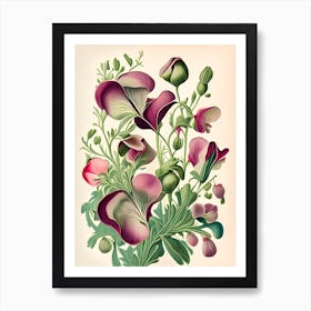Sweet Pea 2 Floral Botanical Vintage Poster Flower Art Print