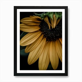 Sunflower 4 Art Print
