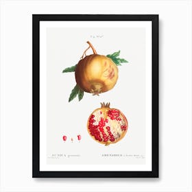 Pomegranate, Pierre Joseph Redoute Art Print