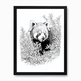 Red Panda Hiding In Bushes Ink Illustration 4 Art Print