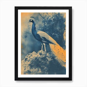 Orange & Blue Peacock On A Rock 3 Art Print