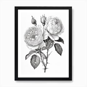 Roses Sketch 50 Art Print