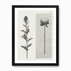 Peony Flower Photo Collage 3 Art Print