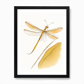 Eastern Amberwing Dragonfly Pencil Illustration 1 Art Print