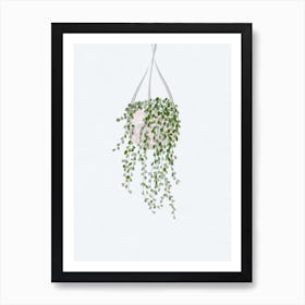 Hanging Plant Art Print