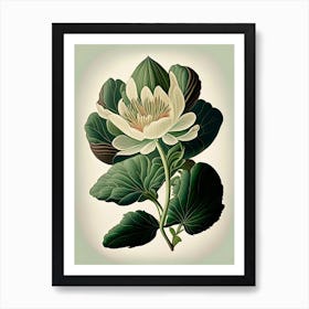 Bloodroot Wildflower Vintage Botanical 1 Art Print