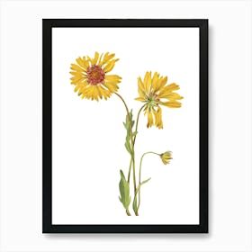 Yellow Daisy 1 Art Print