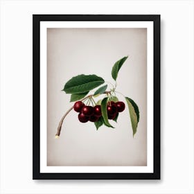 Vintage Cherry Botanical on Parchment n.0235 Art Print