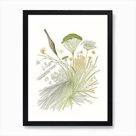 Caraway Spices And Herbs Pencil Illustration 1 Art Print