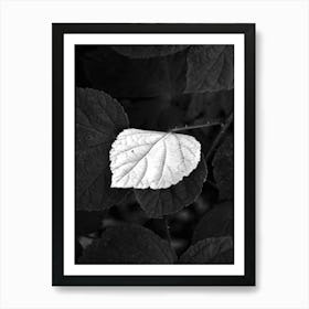 White Leaf BW Art Print