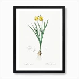 Lesser Wild Daffodil Illustration From Les Liliacées (1805), Pierre Joseph Redoute Art Print