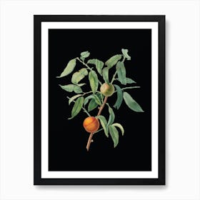 Vintage Peach Botanical Illustration on Solid Black n.0574 Art Print