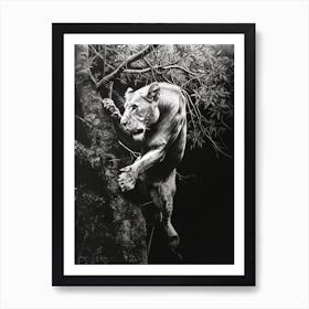 Barbary Lion Charcoal Drawing Panthera Leo Leo Climbing A Tree 1 Art Print