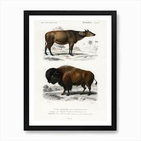 Cow (Bos Brachyceros) And Bison (Bos Americanus), Charles Dessalines D'Orbigny Art Print