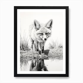 Bengal Fox Near A Stream Drawing Art Print