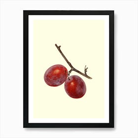 Two Plums On A Branch Art Print