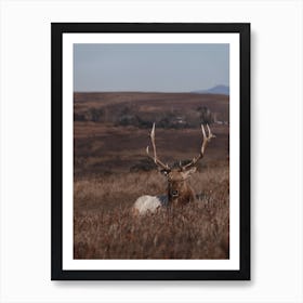 Montana Elk Art Print