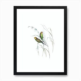 Vintage Warbling Grass Parakeet Bird Illustration on Pure White n.0039 Art Print