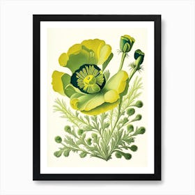 Buttercup 3 Floral Botanical Vintage Poster Flower Art Print