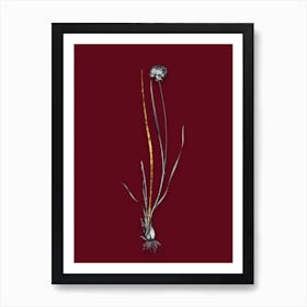 Vintage Allium Foliosum Black and White Gold Leaf Floral Art on Burgundy Red n.0661 Art Print