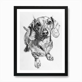 Dachshund Dog Line Sketch 1 Art Print