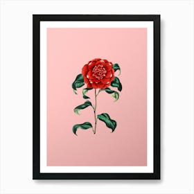 Vintage Mr. Reeves's Crimson Camellia Botanical on Soft Pink n.0361 Art Print