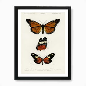 Different Types Of Butterfly, Charles Dessalines D'Orbigny 3 Art Print