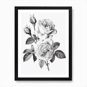 Roses Sketch 6 Art Print