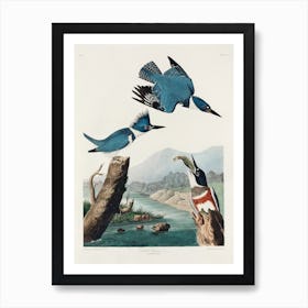Belted Kingfisher, John James Audubon Art Print