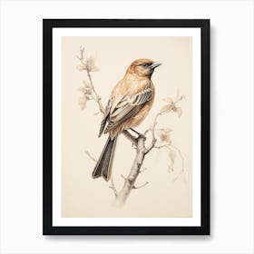 Vintage Bird Drawing Cowbird 1 Poster