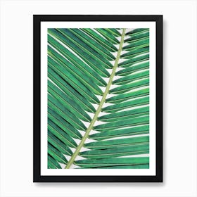 Palm Leaf 2 Art Print