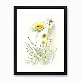 Chamomile Spices And Herbs Pencil Illustration 1 Art Print