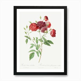 Ternaux Rose, Pierre Joseph Redoute Art Print