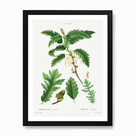 Turkey Oak, Pierre Joseph Redoute Art Print