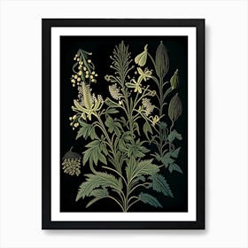Black Cohosh Wildflower Vintage Botanical 1 Art Print