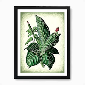 Comfrey Herb Vintage Botanical Art Print