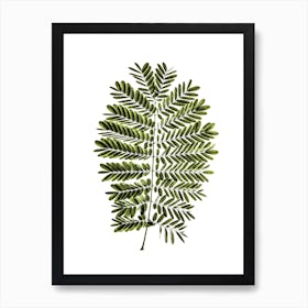 Leaf Study 02 Art Print