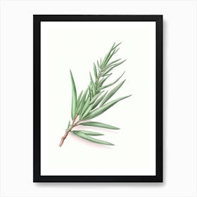 Tarragon Herb Pencil Colour Art Print