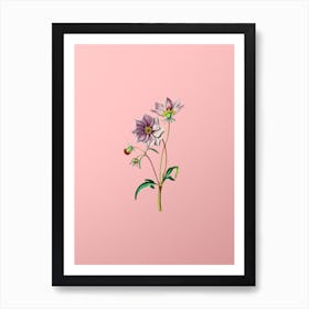 Vintage Dwarf Dahlia Botanical on Soft Pink n.0720 Art Print