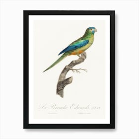 Turcosine Ground Parakeet From Natural History Of Parrots, Francois Levaillant Art Print