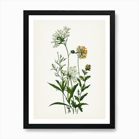 Vintage Botanical Galleria Style Wildflower Painting 10 Art Print