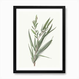 Tarragon Herb Pencil Colour 3 Art Print