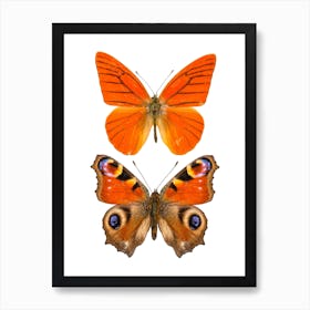 Two Orange Butterflies 3 Art Print