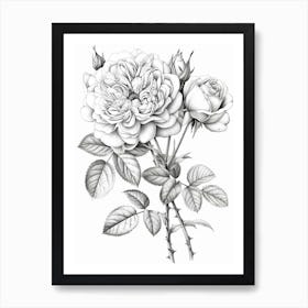 Roses Sketch 12 Art Print