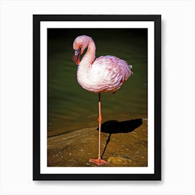 Standing Flamingo Art Print