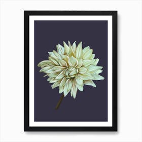 Dahlia Art Print