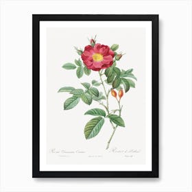 Red Portland Rose, Pierre Joseph Redoute Art Print