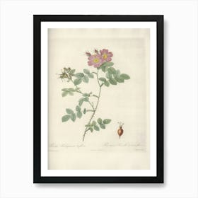 Rose Illustration, Pierre Joseph Redoute, Pierre Joseph Redoute(141) Art Print