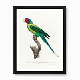 The Plum Headed Parakeet From Natural History Of Parrots, Francois Levaillant Art Print