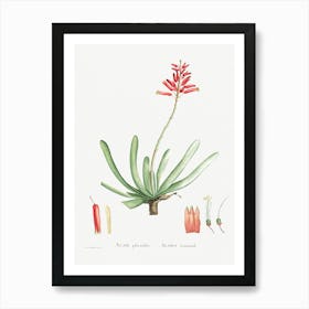 Aloe Plicatilis, Pierre Joseph Redoute Art Print